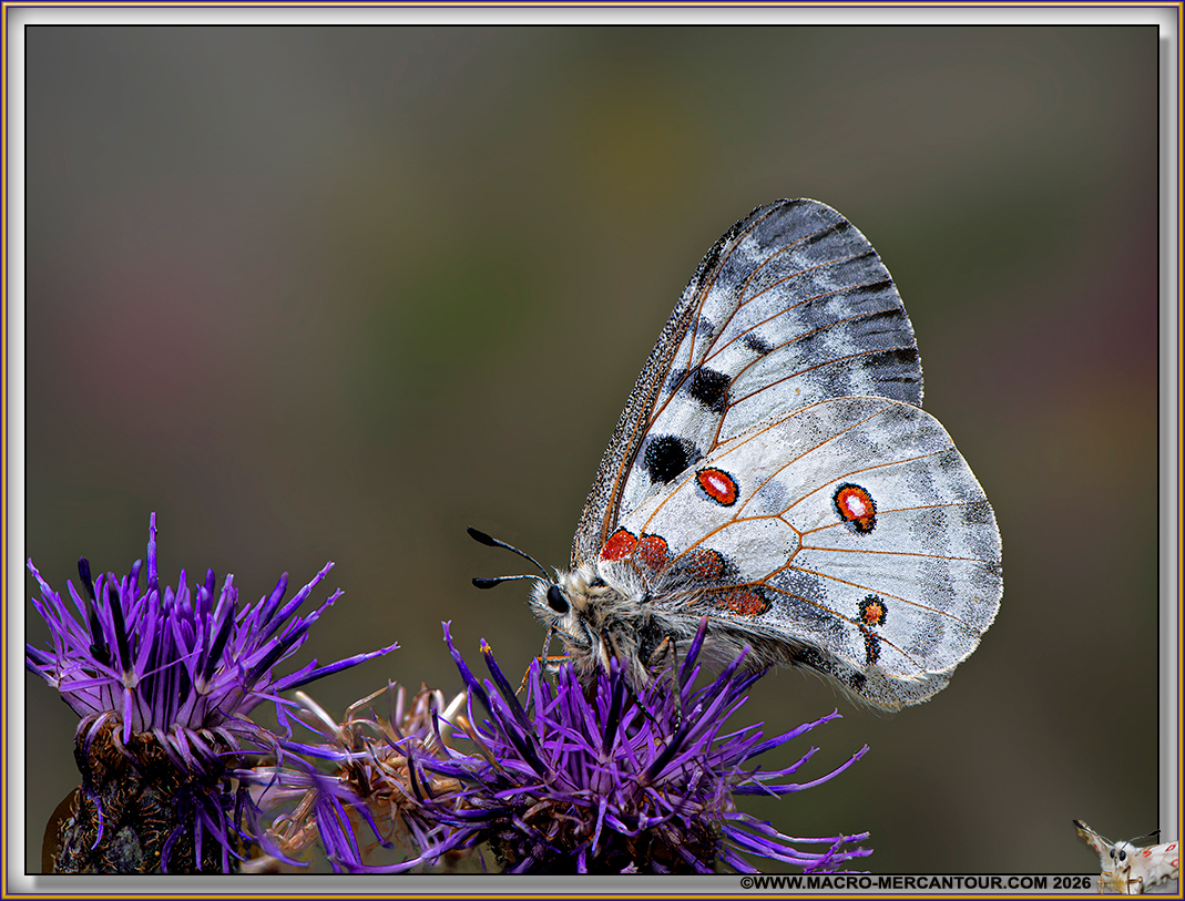 Apollon